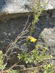 Pearsonia aristata