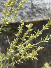 Pearsonia aristata