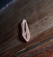 Creatonotos gangis-interrupta agg