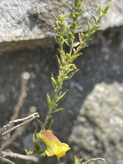 Pearsonia aristata
