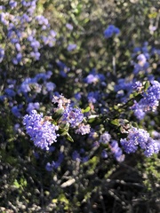 Ceanothus foliosus