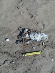 Spheniscus magellanicus