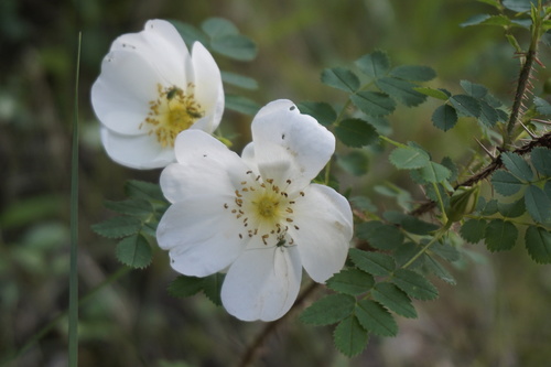 Rosa spinosissima