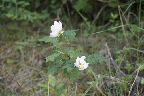 Rosa spinosissima