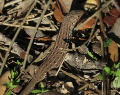 Psammodromus occidentalis