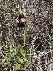 Fritillaria biflora biflora