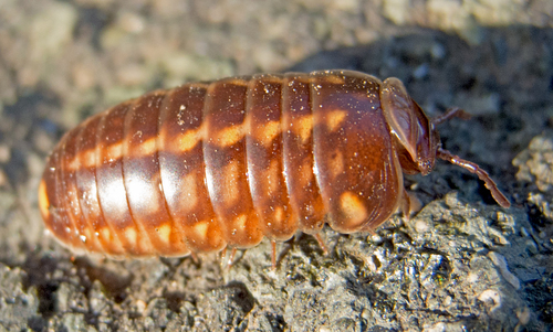 Glomeris hexasticha