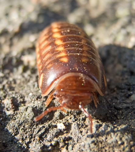 Glomeris hexasticha