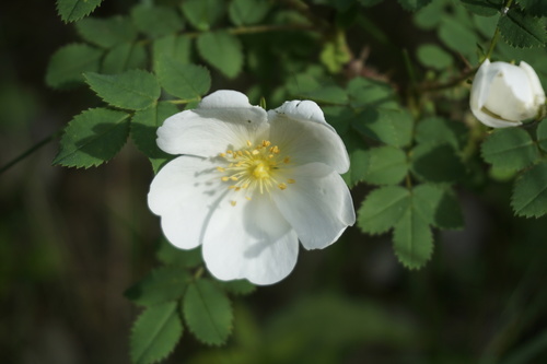 Rosa spinosissima