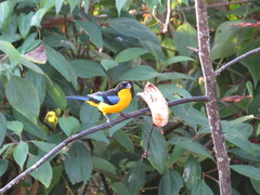 Anisognathus somptuosus