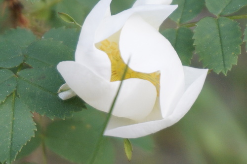 Rosa spinosissima