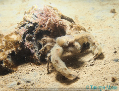 Inachus phalangium