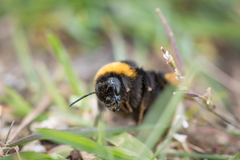 Bombus terrestris