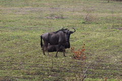 Connochaetes taurinus taurinus