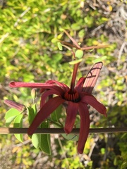 Passiflora cupraea