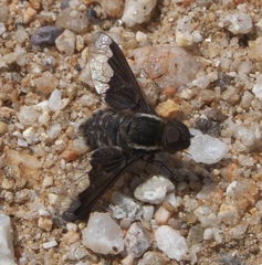 Hemipenthes seminiger