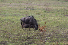 Connochaetes taurinus taurinus