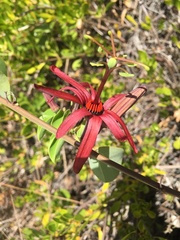 Passiflora cupraea