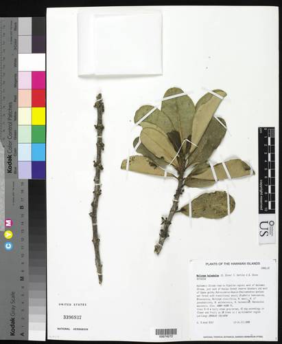 Melicope haleakalae