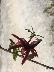 Passiflora cupraea