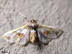 Leucinodes orbonalis