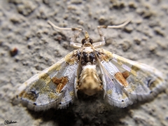 Leucinodes orbonalis