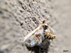 Leucinodes orbonalis