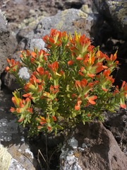 Castilleja fruticosa