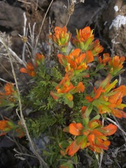 Castilleja fruticosa