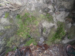 Hymenophyllum capense