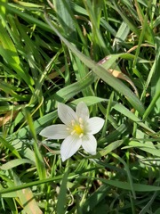 Ornithogalum lanceolatum