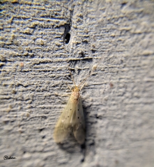Aethaloptera sexpunctata