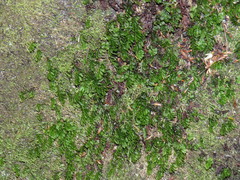 Hymenophyllum capense