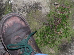 Hymenophyllum capense