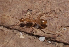 Camponotus festinatus