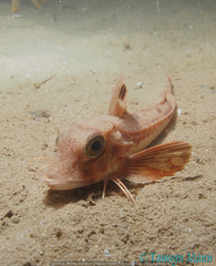 Eutrigla gurnardus