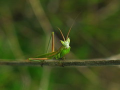 Apteromantis aptera