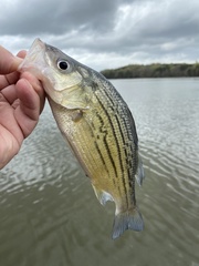 Morone mississippiensis