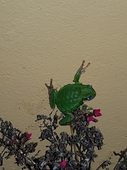 Gastrotheca