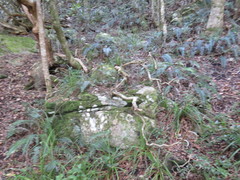 Blechnum punctulatum