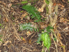 Blechnum punctulatum