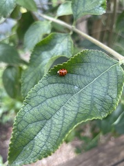 Harmonia axyridis