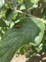 Harmonia axyridis