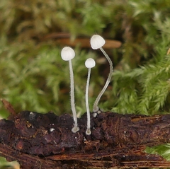 Mycena aciculata