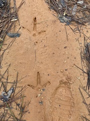 Meleagris gallopavo silvestris