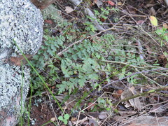 Asplenium aethiopicum