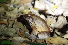 Leptodactylus pentadactylus