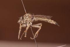 Machimus snowii