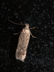 Filatima