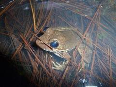 Lithobates maculatus